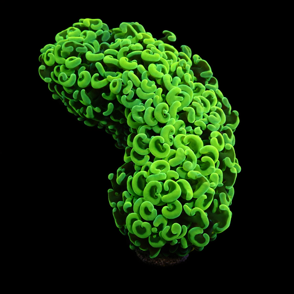 Euphyllia Ancora Ultra green L (Ong. 8-9 cm) WYSIWYG (1779736722994)