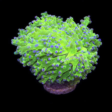  Euphyllia Frogspawn (Green / Purple) S (Ong. 4-5 cm) WYSIWYG (1771192585035)
