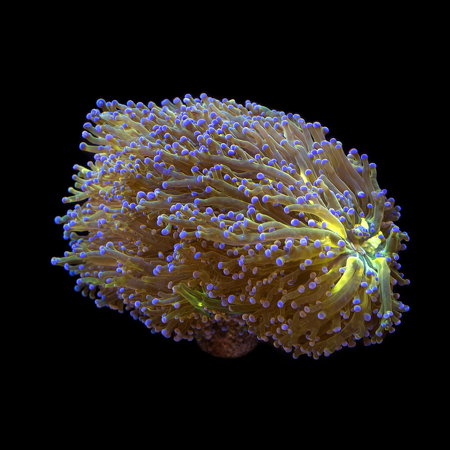  Euphyllia Frogspawn (Speciale kleur)  XL (Ong. 10-12 cm) WYSIWYG (1771192648095)