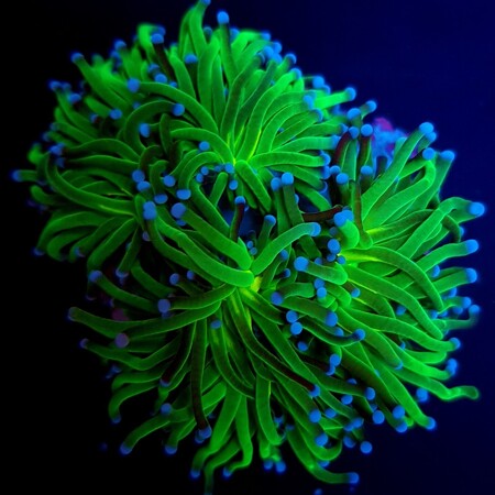 Euphyllia glabrescens (Reverse Holy Grail)