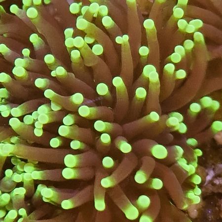 Euphyllia Glabrescens Ultra Yellow Tip