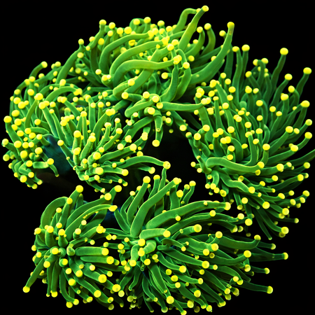 Euphyllia Glabrescens yellow tips  WYSIWYG (1769205231974)