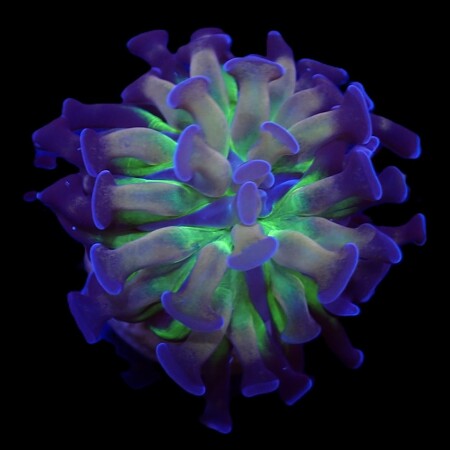 Euphyllia paraancora (DJM Voodoo Child)