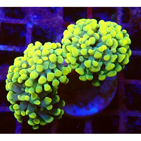 Euphyllia Paraancora gold 24K WYSIWYG (1755801744036)