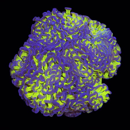 Euphyllia Paraancora Green/Purple Ultra XL (Ong. 10-12 cm) WYSIWYG (1772913204880)