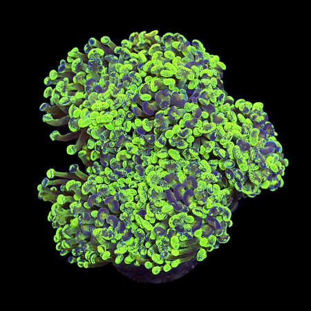 Euphyllia Paraancora Ultra Green / Grafted XL (Ong. 10-12 cm) WYSIWYG (1772913252944)