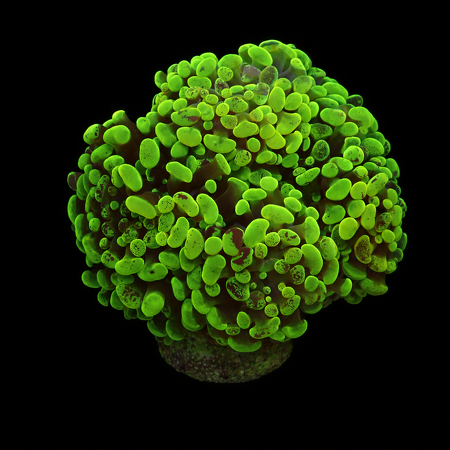 Euphyllia Paraancora Ultra Neon green M (Ong. 6-7 cm) WYSIWYG (1776006713762)