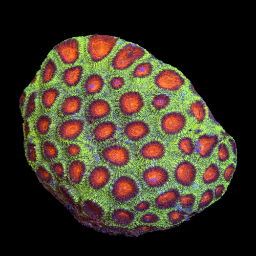 Favia L (Ong. 8-9 cm) WYSIWYG (1790874712202)