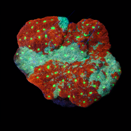 Favites pentagona M (Ong. 6-7 cm) WYSIWYG (1776004707549)