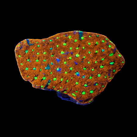 Favites pentagona M (Ong. 6-7 cm) WYSIWYG (1776004720191)