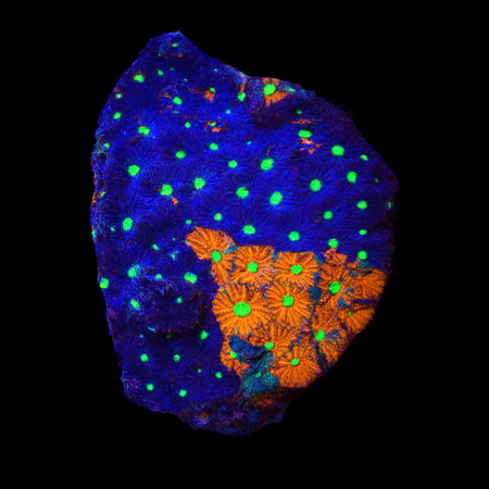 Favites pentagona S (Ong. 4-5 cm) WYSIWYG (1776004670127)