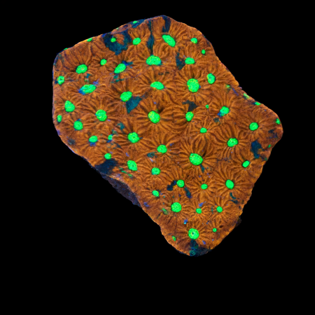 Favites pentagona S (Ong. 4-5 cm) WYSIWYG (1776004682041)