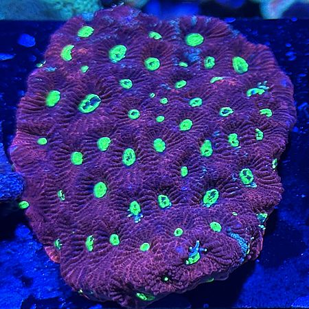 Favites Ultra War Coral WYSIWYG