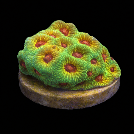 Favitus Fascination Frag (Ong. 2-3 cm) WYSIWYG (1771192722075)