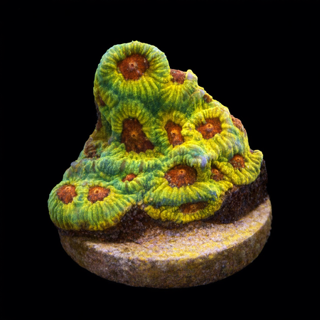Favitus Fascination Frag (Ong. 2-3 cm) WYSIWYG (1771192724384)