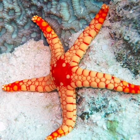 Fromia Nodosa (Elegant sea star)