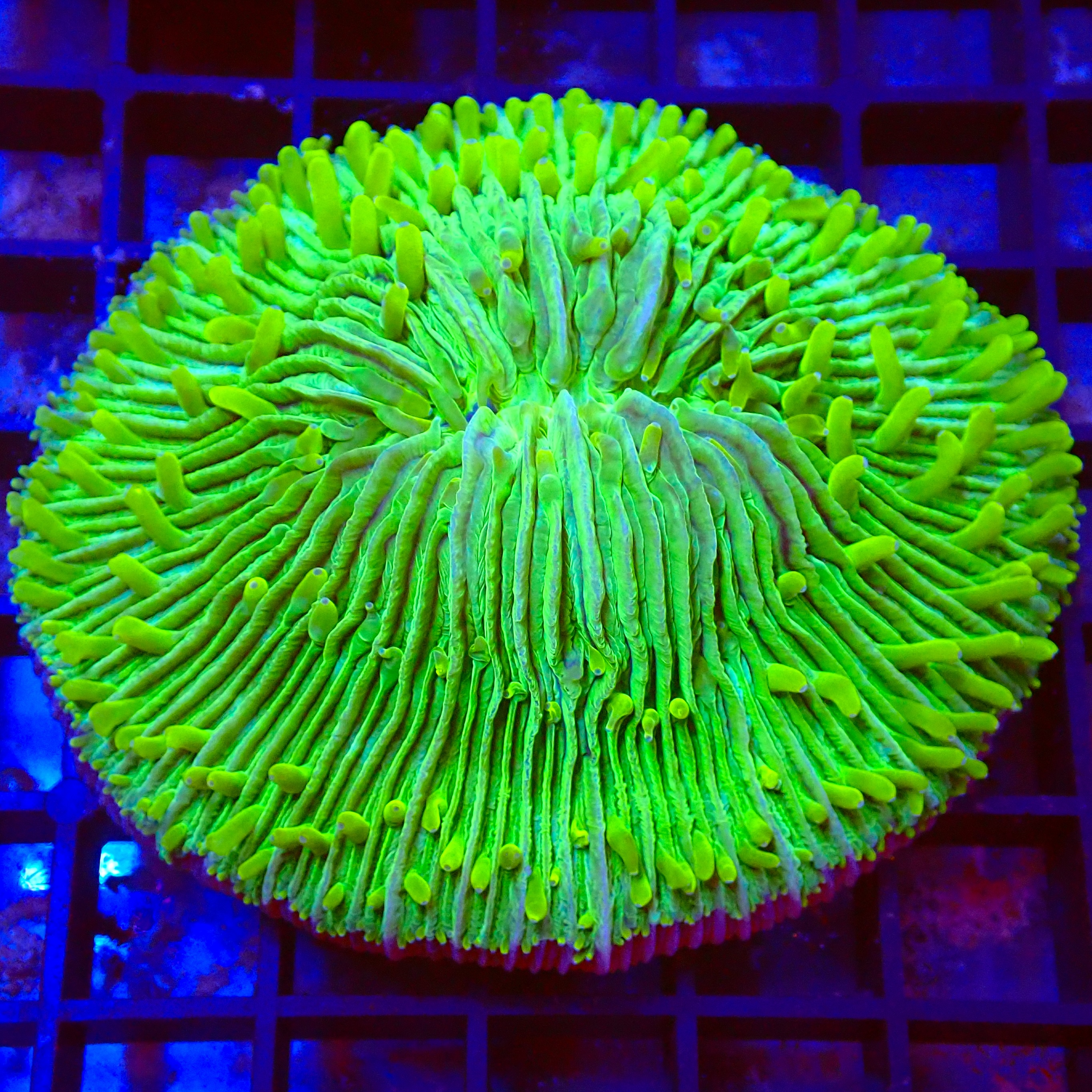 Fungia Dome Ultra WYSIWYG (1767990010498)