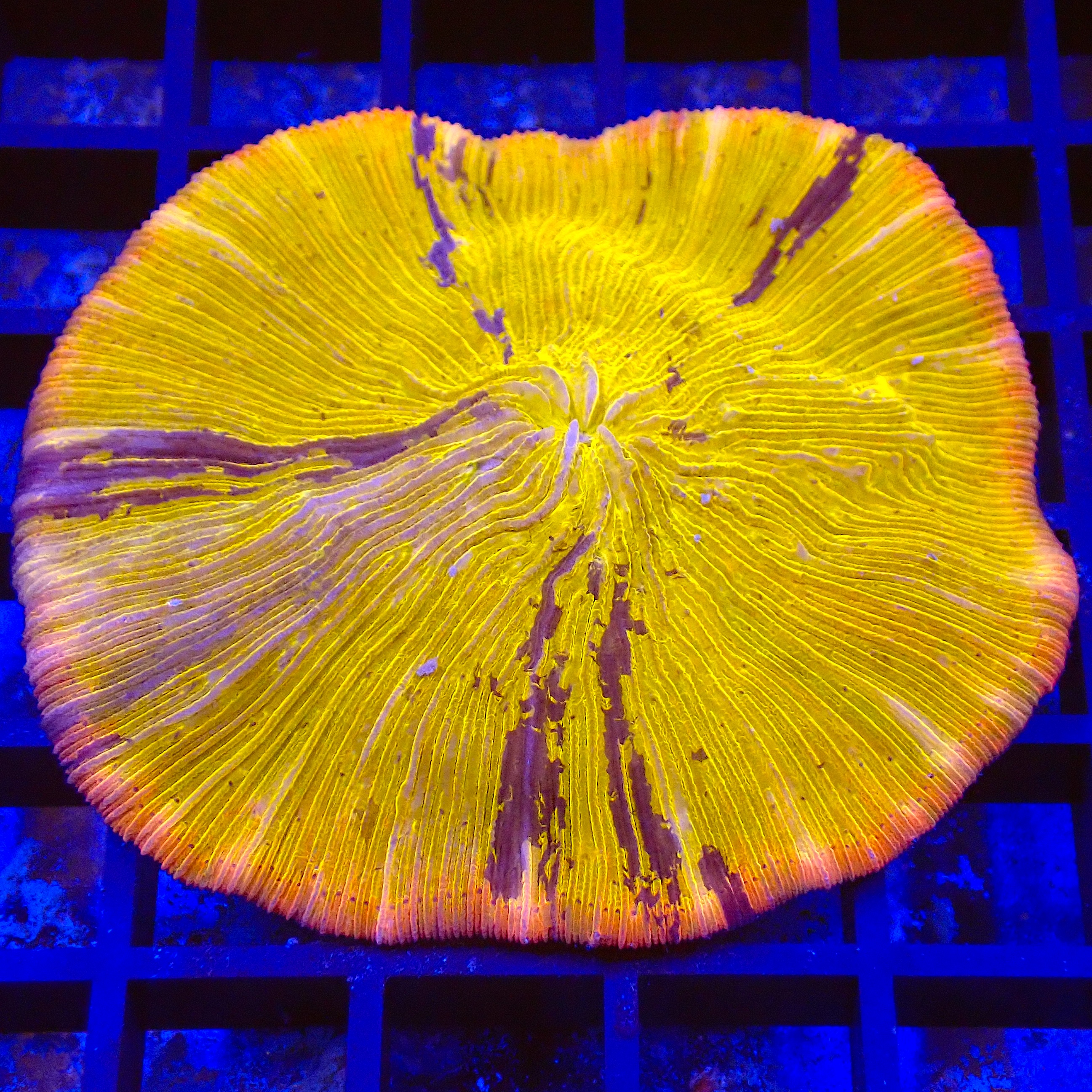 Fungia Grafted WYSIWYG (1767990091710)