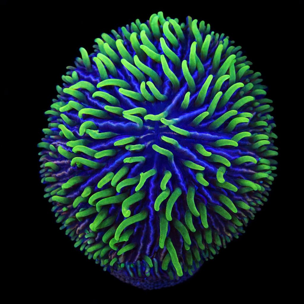 Fungia M (Ong. 6-7 cm) WYSIWYG (1779737186498)