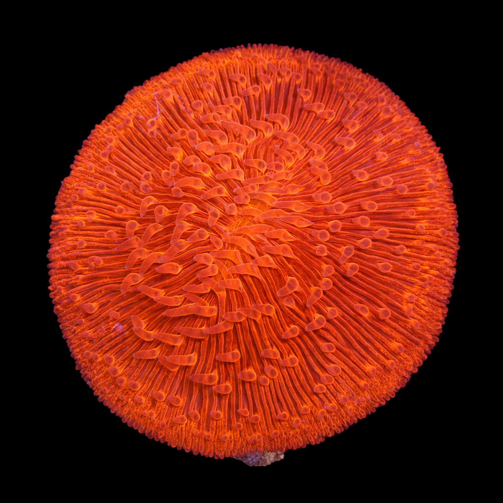 Fungia M (Ong. 6-7 cm) WYSIWYG (1784405106854)