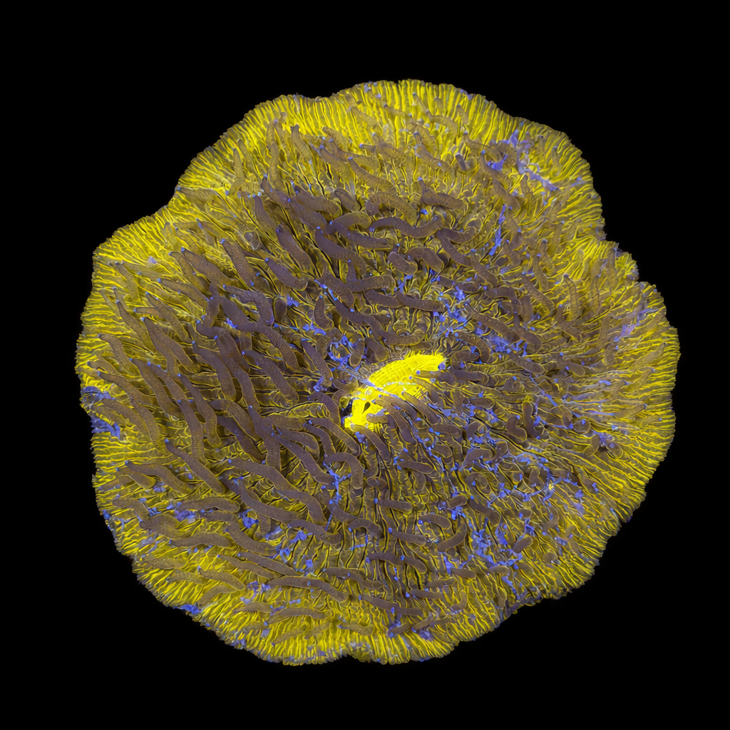 Fungia M (Ong. 6-7 cm) WYSIWYG (1784405124286)