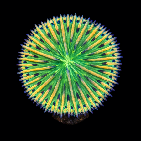 Fungia Rainbow S (Ong. 4-5 cm) WYSIWYG (1772913480163)