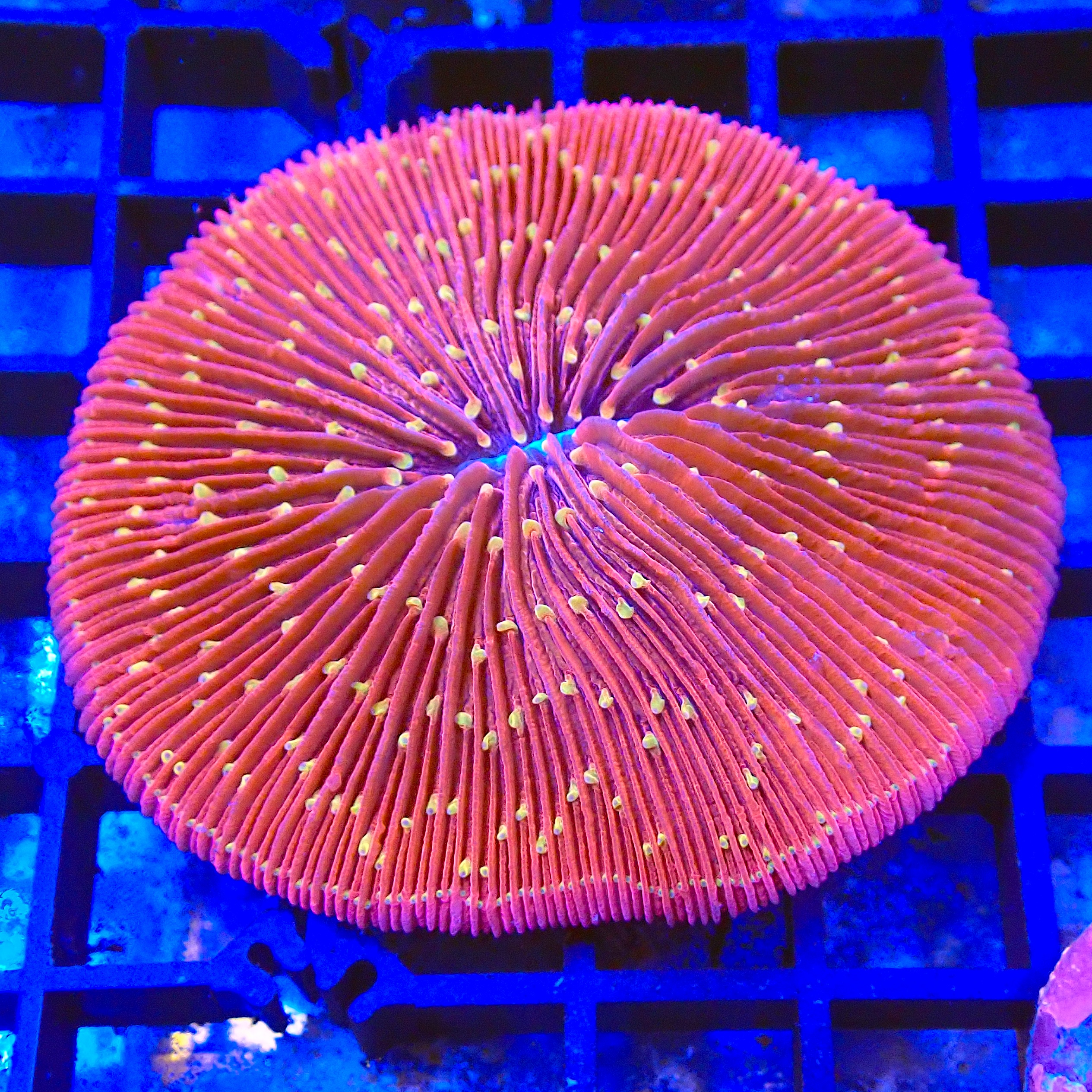 Fungia sp. Lava Cake WYSIWYG (1767990063711)