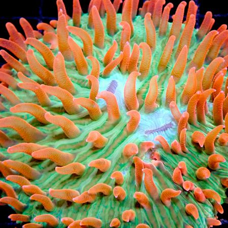 Fungia sp Ultra Green / Red Polyp M (Ong. 4-5 cm) afbeelding