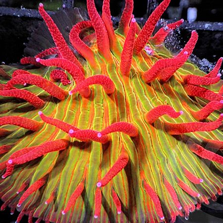 Fungia sp Ultra Orange / Red Polyp M (Ong. 4-5 cm) afbeelding