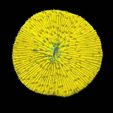 Fungia sp Ultra Oranje S (Ong. 4-5 cm) WYSIWYG (1772913376090)