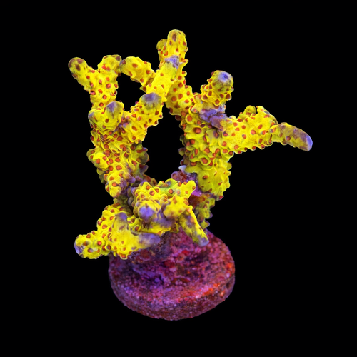 Goldenrod Anacropora M (Ong. 6-7 cm) WYSIWYG (1790874043894)