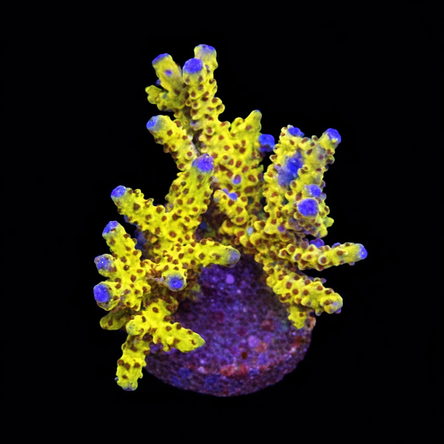 Goldenrod Anacropora M (Ong. 6-7 cm) WYSIWYG (1790874442766)