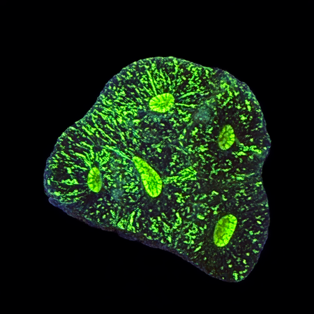 Goniastrea Ultra S (Ong. 4-5 cm) WYSIWYG (1783885407683)