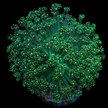 Goniopora Groen WYSIWYG (1770392478925)