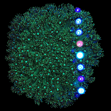 Goniopora Groen WYSIWYG (1770392505791)