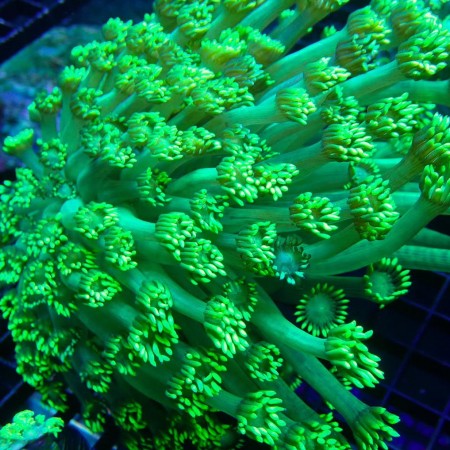 Goniopora Neon Green
