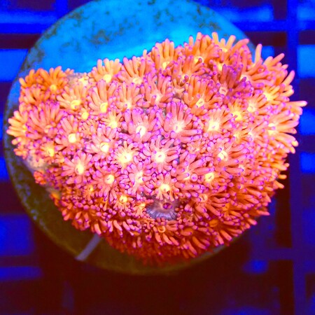 Goniopora Rainbow WYSIWYG (1767815822964)