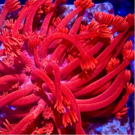 Goniopora Ultra Fluo Red / Ruby Red