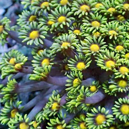 Goniopora Ultra Green / Yellow Hart Frag (2-3 cm)