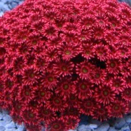 Goniopora Ultra Red Frag (2-3 cm)