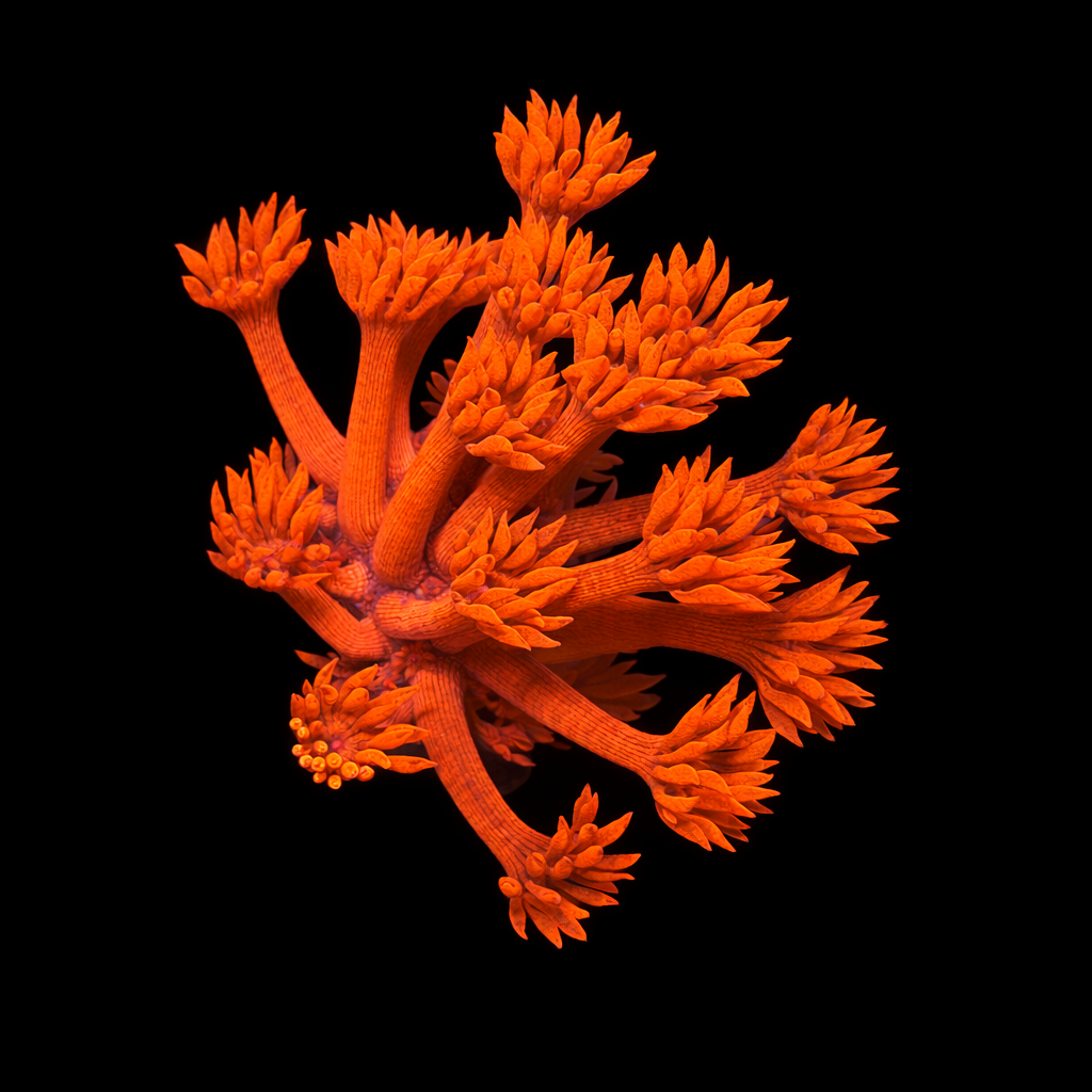 Goniopora ultra red Frag (Ong. 2-3 cm) WYSIWYG (1784404730885)