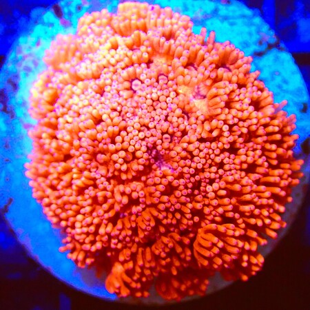 Goniopora Ultra WYSIWYG (1767815781523)