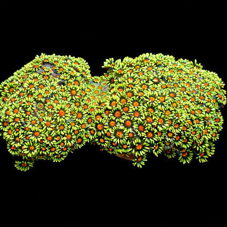 Goniopora WYSIWYG (1769204264652)