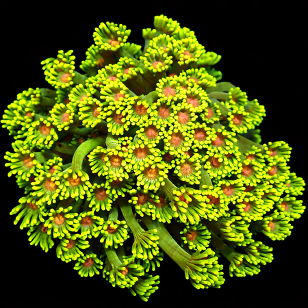 Goniopora WYSIWYG (1769204904370)