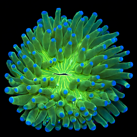 Heliofungia actiniformis Ultra WYSIWYG (1770758569938)