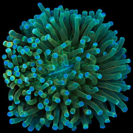 Heliofungia actiniformis Ultra WYSIWYG (1770758572670)