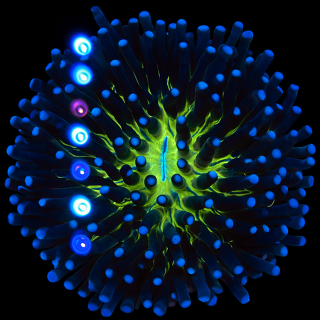 Heliofungia actiniformis Ultra WYSIWYG (1770758576270)