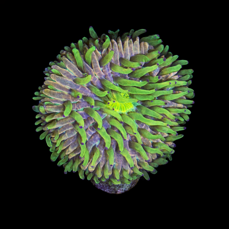 Heliofungia Fralinae Ultra WYSIWYG (1770982330053)