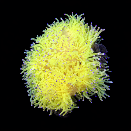 Heteractis Malu Geel / Wit XXL (Ong. 15+ cm) WYSIWYG (1773332910823)