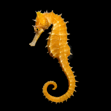 Hippocampus barbouri - Tank Bred